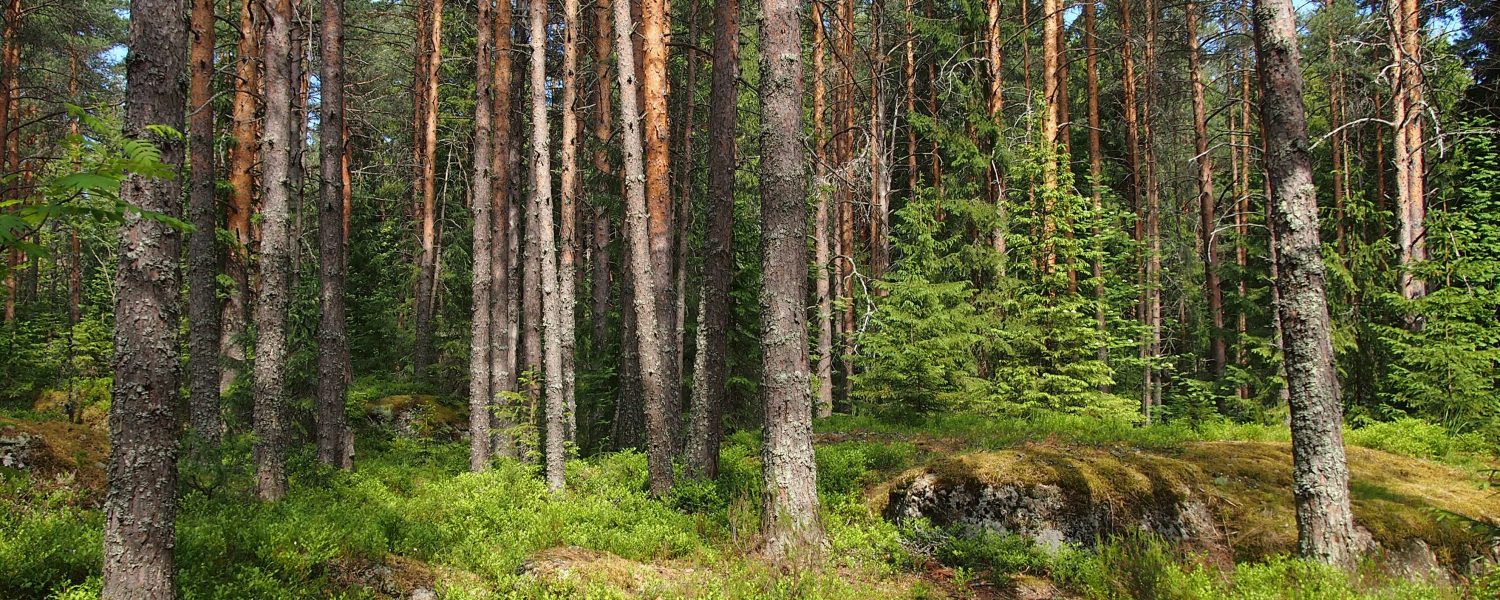 forest-karelia.ru